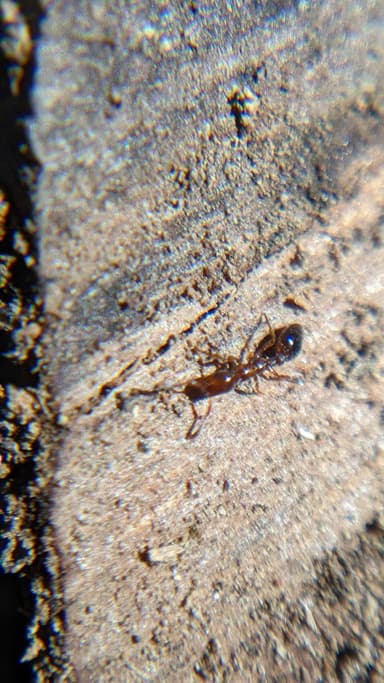 Formicoxenus nitidulus photo 59