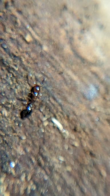 Formicoxenus nitidulus photo 61