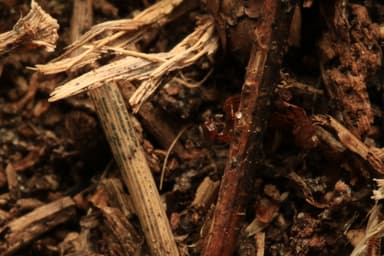 Formicoxenus nitidulus photo 64