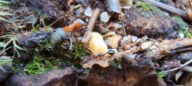Formicoxenus nitidulus — queen photo 71