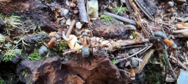 Formicoxenus nitidulus — queen photo 75