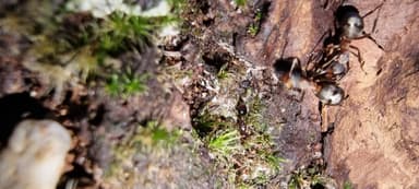 Formicoxenus nitidulus — queen photo 76
