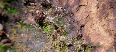 Formicoxenus nitidulus — queen photo 77