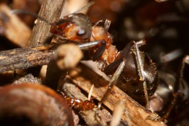 Formicoxenus nitidulus — colony photo 84