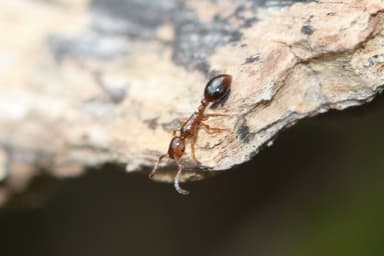 Formicoxenus nitidulus photo 85