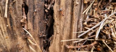 Formicoxenus nitidulus — worker photo 86