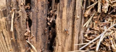 Formicoxenus nitidulus — worker photo 87