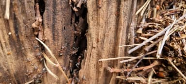 Formicoxenus nitidulus — worker photo 88