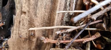 Formicoxenus nitidulus — worker photo 90