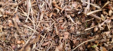 Formicoxenus nitidulus — worker photo 92