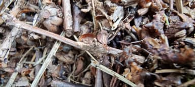 Formicoxenus nitidulus — worker photo 94