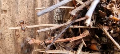Formicoxenus nitidulus — worker photo 96