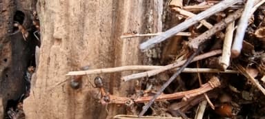 Formicoxenus nitidulus — worker photo 97