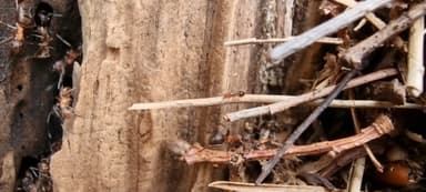 Formicoxenus nitidulus — worker photo 98