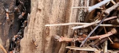 Formicoxenus nitidulus — worker photo 99
