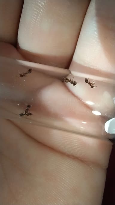 Formicoxenus nitidulus — colony photo 102