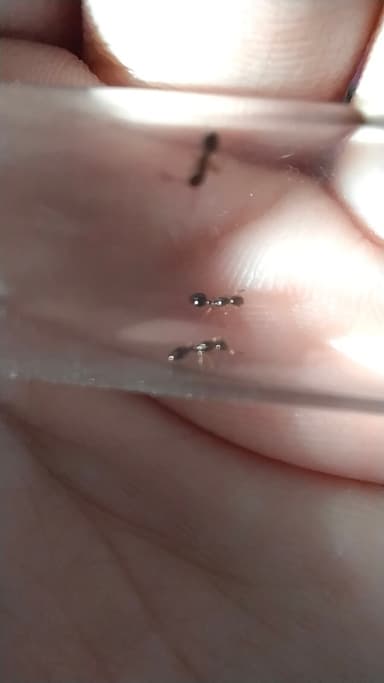 Formicoxenus nitidulus — colony photo 103
