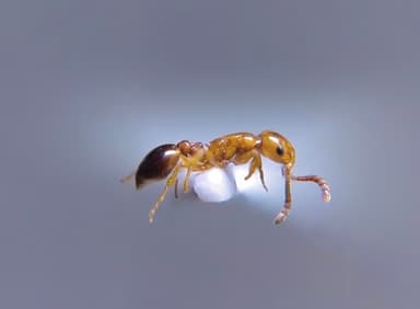 Formicoxenus nitidulus — worker photo 105