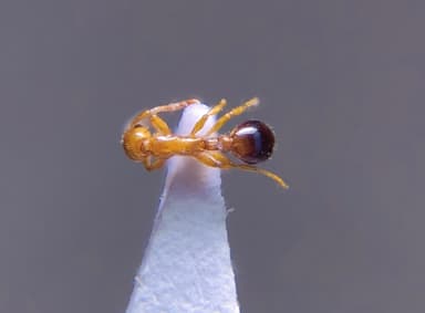 Formicoxenus nitidulus — worker photo 106