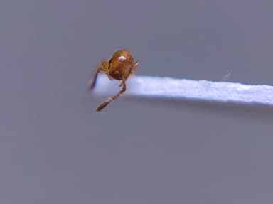 Formicoxenus nitidulus — worker photo 107