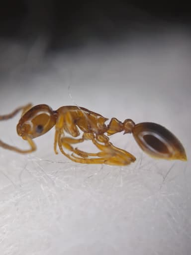 Formicoxenus nitidulus — colony photo 109