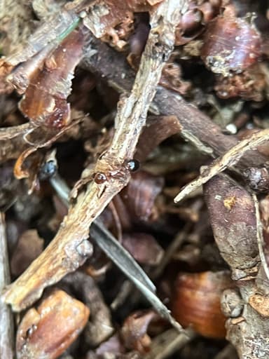 Formicoxenus nitidulus — colony photo 110