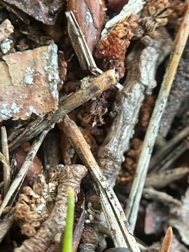 Formicoxenus nitidulus — colony photo 112