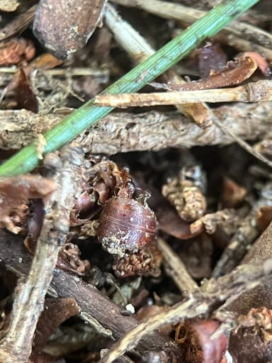 Formicoxenus nitidulus — colony photo 113