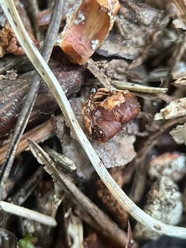 Formicoxenus nitidulus — colony photo 114