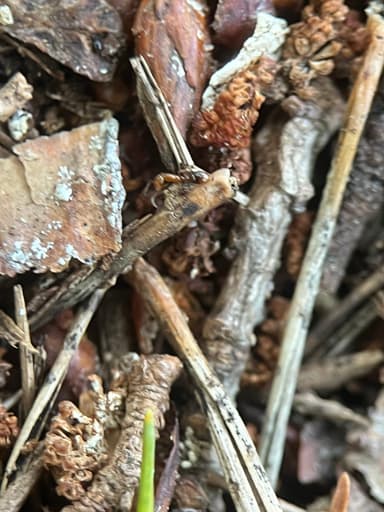 Formicoxenus nitidulus — colony photo 115
