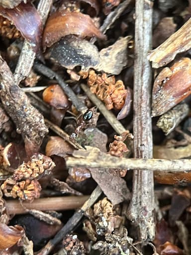 Formicoxenus nitidulus — colony photo 116