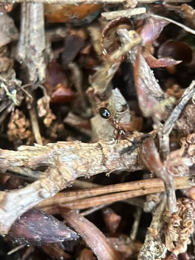 Formicoxenus nitidulus — colony photo 117