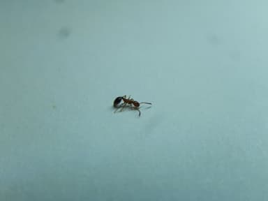 Formicoxenus nitidulus photo 118