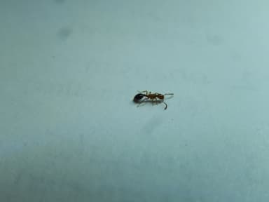 Formicoxenus nitidulus photo 119