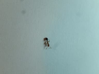 Formicoxenus nitidulus photo 120