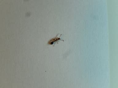 Formicoxenus nitidulus photo 121