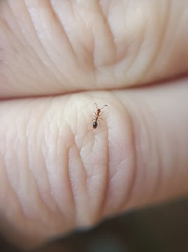 Formicoxenus nitidulus photo 123