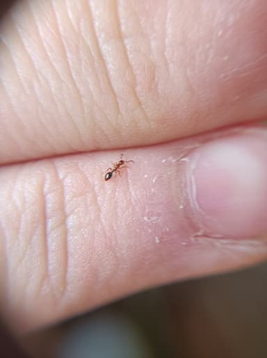 Formicoxenus nitidulus photo 125