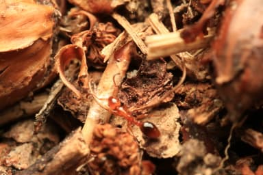 Formicoxenus nitidulus photo 129