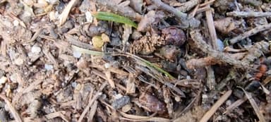 Formicoxenus nitidulus — colony photo 130