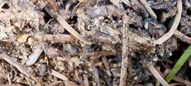 Formicoxenus nitidulus — colony photo 131