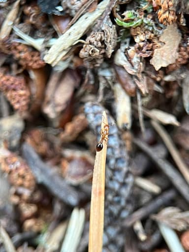 Formicoxenus nitidulus — worker photo 134