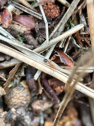 Formicoxenus nitidulus — worker photo 135