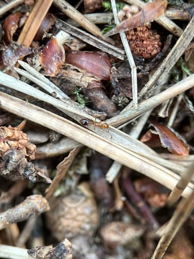 Formicoxenus nitidulus — worker photo 136