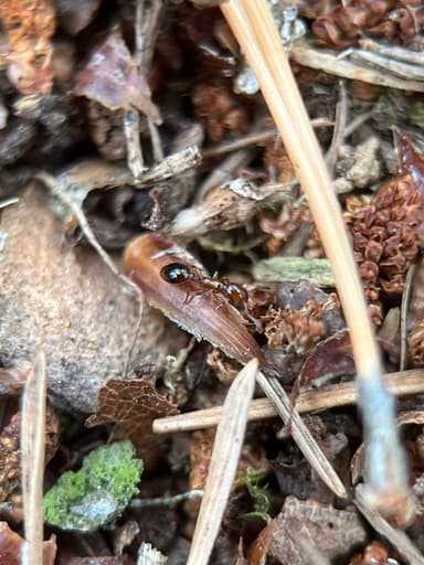 Formicoxenus nitidulus — worker photo 137