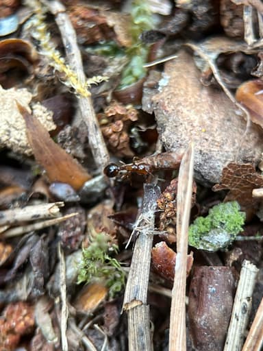 Formicoxenus nitidulus — worker photo 138