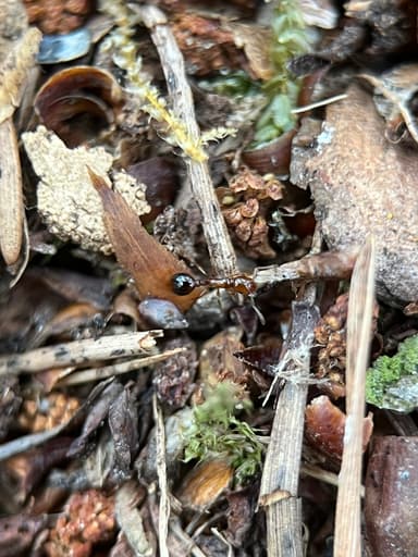 Formicoxenus nitidulus — worker photo 139
