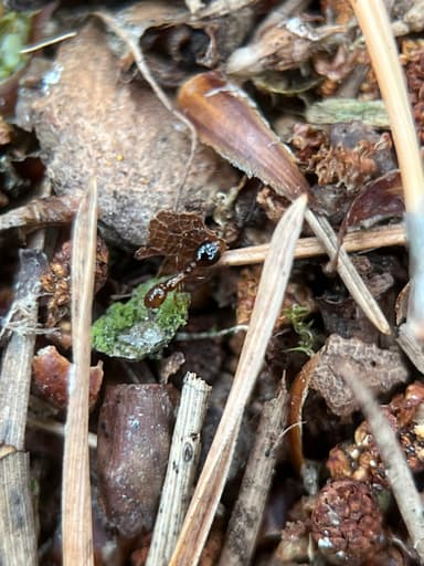 Formicoxenus nitidulus — worker photo 140