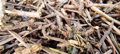 Formicoxenus nitidulus — worker photo 142