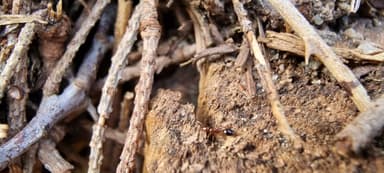 Formicoxenus nitidulus — worker photo 144